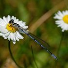 Hufeisen-Azurjungfer auf Gänseblümchen