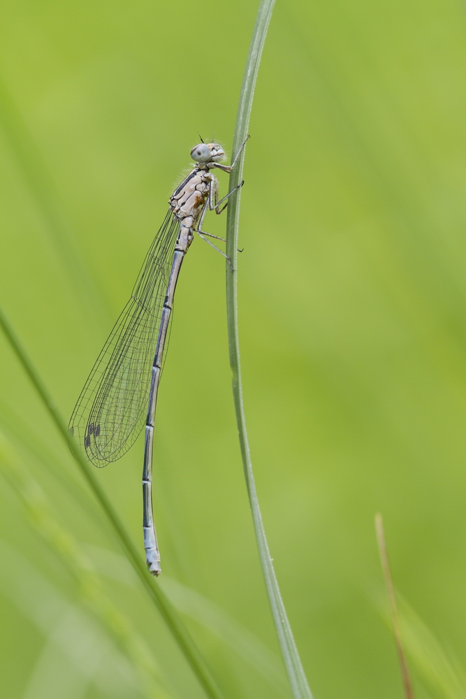 Hufeisen-Azurjungfer - Azure Damselfly (Coenagrion puella)