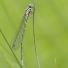 Hufeisen-Azurjungfer - Azure Damselfly (Coenagrion puella)