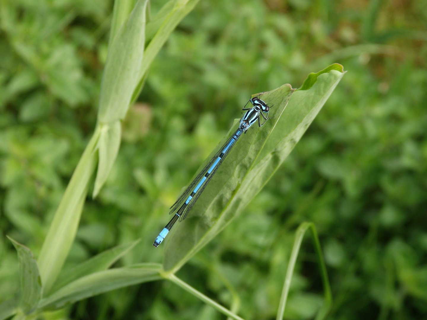 Hufeisen-Azurjungfer (Coenagrion puella)