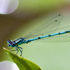 Hufeisen-Azurjungfer (Coenagrion puella) 1