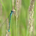 Hufeisen-Azurjungfer (Coenagrion puella)