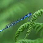 Hufeisen-Azurjungfer (Coenagrion puella)