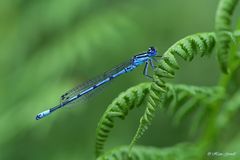 Hufeisen-Azurjungfer (Coenagrion puella)