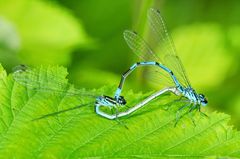 Hufeisen-Azurjungfer (Coenagrion puella)