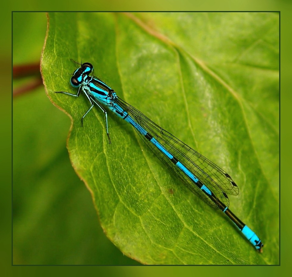 Hufeisen-Azurjungfer (Coenagrion puella)