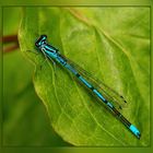 Hufeisen-Azurjungfer (Coenagrion puella)