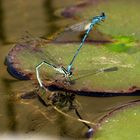 ... Hufeisen-Azurjungfer (Coenagrion puella) ... (2)