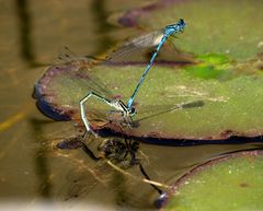 ... Hufeisen-Azurjungfer (Coenagrion puella) ... (2)