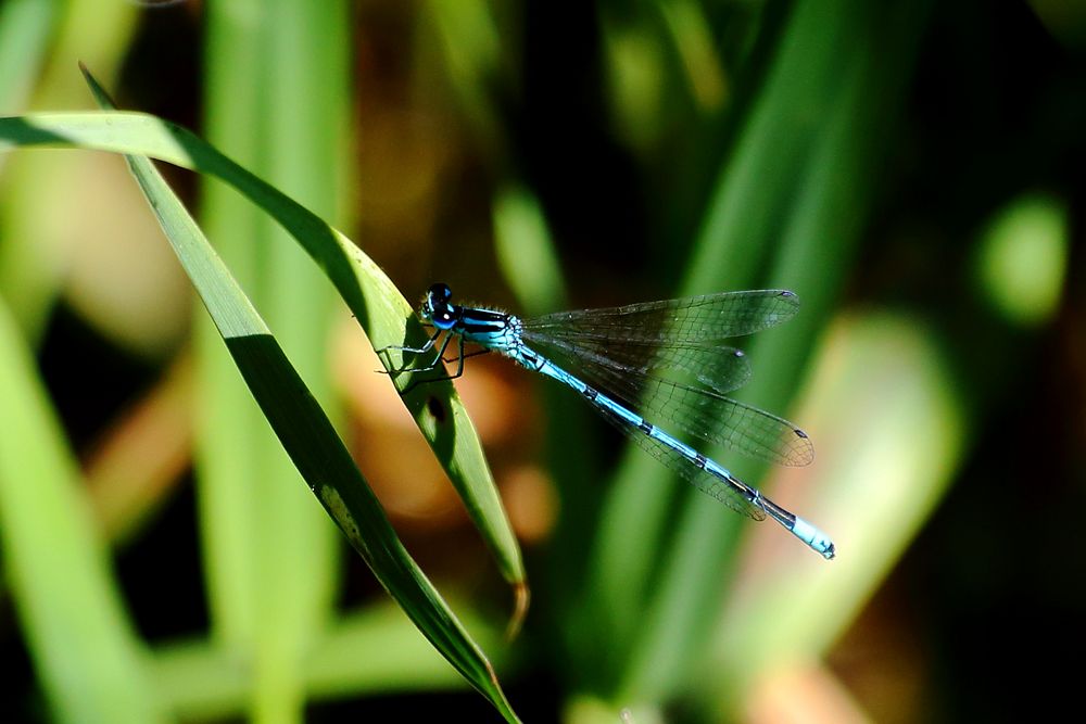 Hufeisen-Azurjungfer (Coenagrion puella)