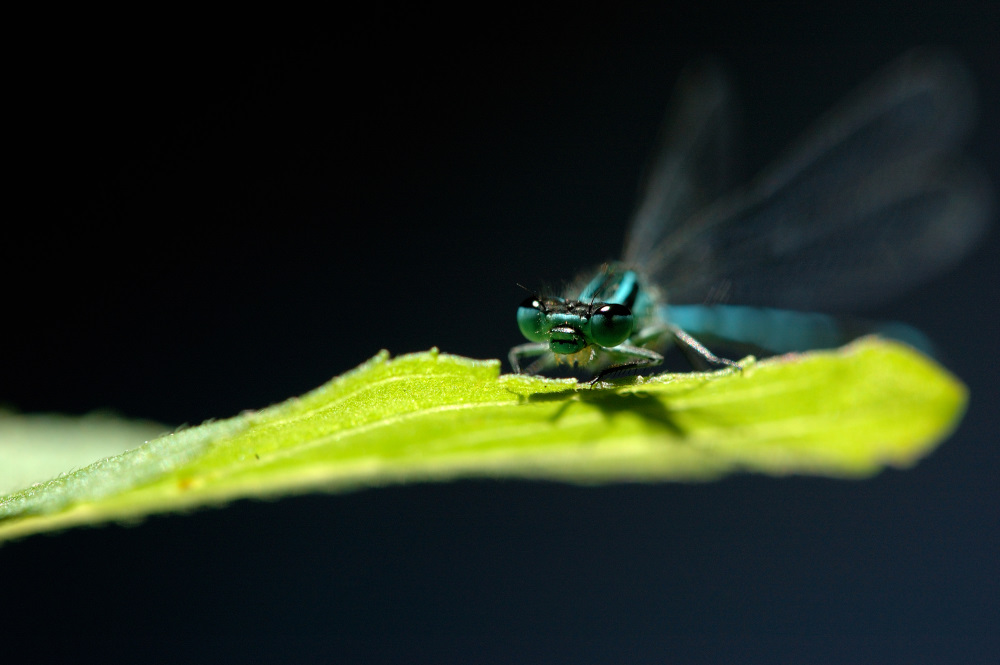 Hufeisen-Azurjungfer (Coenagrion puella)