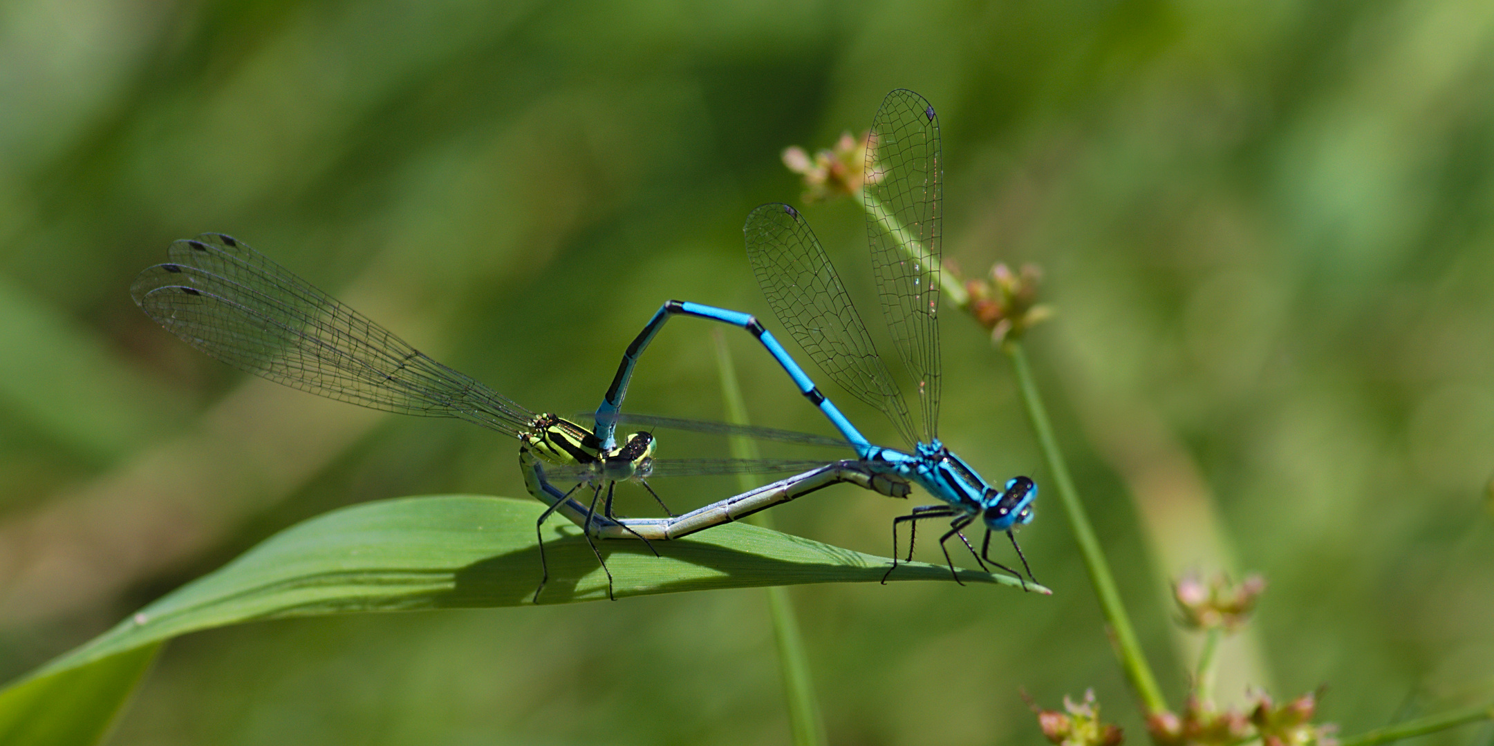 Hufeisen-Azurjungfer (Coenagrion puella) 3