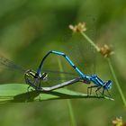 Hufeisen-Azurjungfer (Coenagrion puella) 3