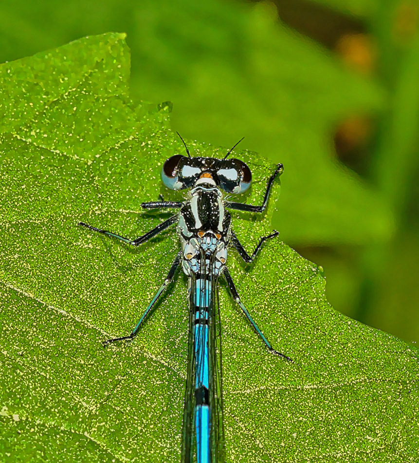 Hufeisen-Azurjungfer (Coenagrion puella)