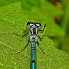 Hufeisen-Azurjungfer (Coenagrion puella)