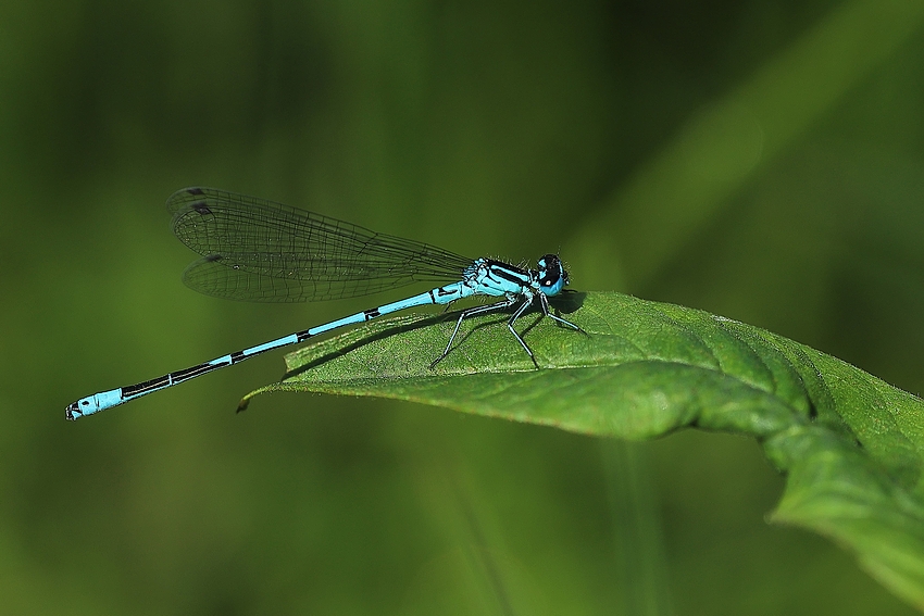 Hufeisen-Azurjungfer (Coenagrion puella)