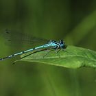 Hufeisen-Azurjungfer (Coenagrion puella)