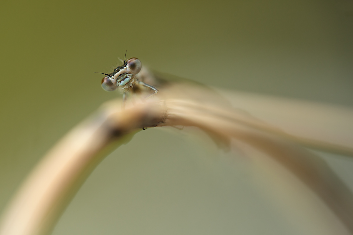 Hufeisen-Azurjungfer (Coenagrion puella)