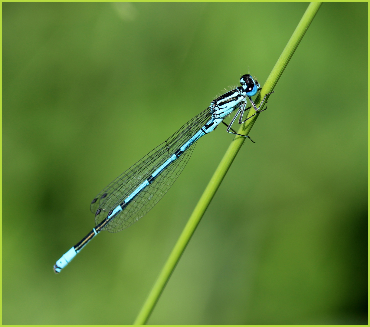 Hufeisen-Azurjungfer (Coenagrion puella)...