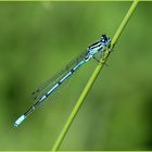 Hufeisen-Azurjungfer (Coenagrion puella)...