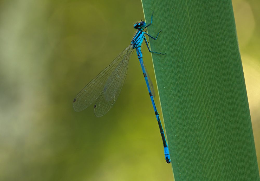 Hufeisen-Azurjungfer (Coenagrion puella)