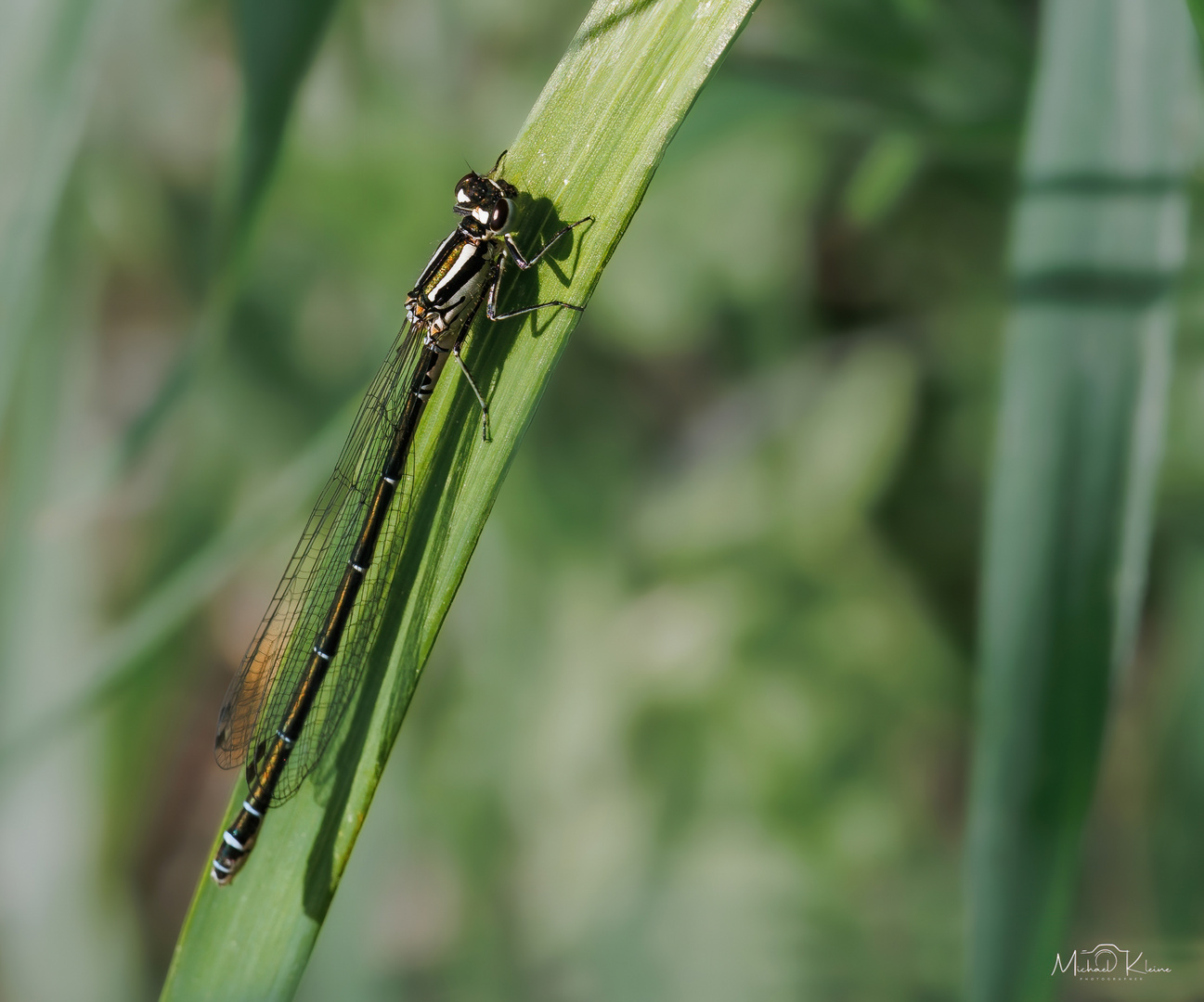 Hufeisen-Azurjungfer (Coenagrion puella)