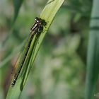 Hufeisen-Azurjungfer (Coenagrion puella)