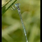 Hufeisen-Azurjungfer (Coenagrion puella)