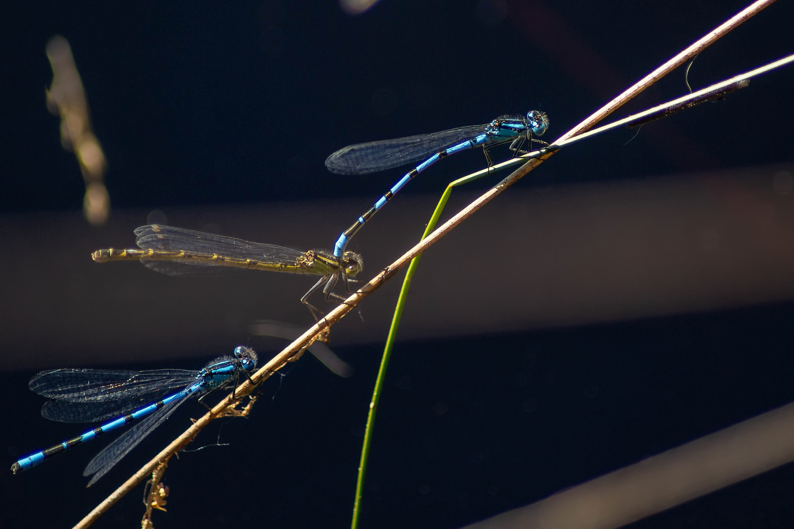 Hufeisen-Azurjungfer (Coenagrion puella)