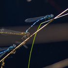 Hufeisen-Azurjungfer (Coenagrion puella)