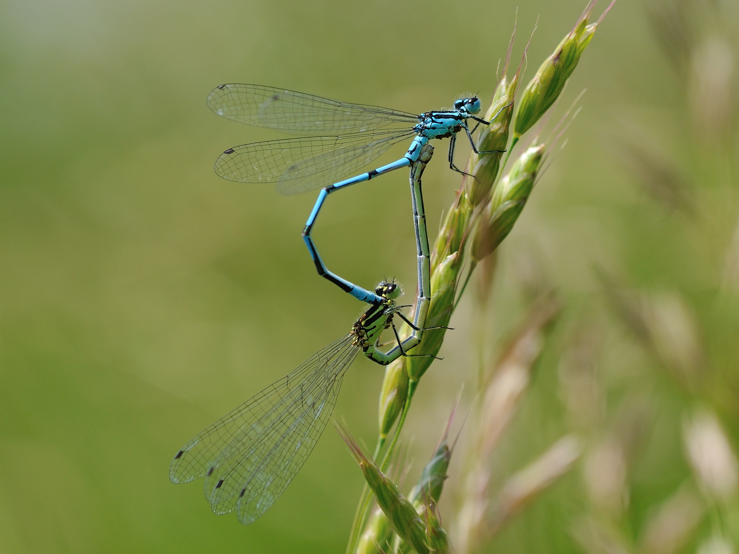 Hufeisen Azurjungfer (Coenagrion puella) 47-2016 DSC_2079-1