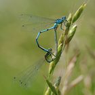 Hufeisen Azurjungfer (Coenagrion puella) 47-2016 DSC_2079-1