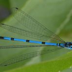 Hufeisen-Azurjungfer (Coenagrion puella)