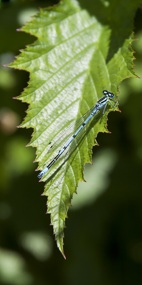 Hufeisen-Azurjungfer (Coenagrion puella)