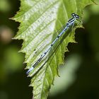 Hufeisen-Azurjungfer (Coenagrion puella)