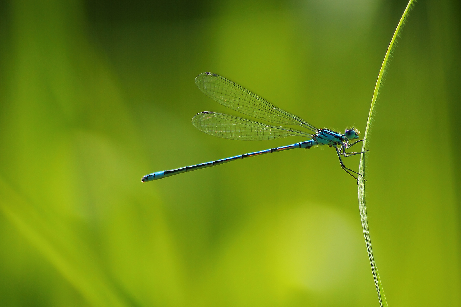 Hufeisen-Azurjungfer (Coenagrion puella)