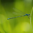 Hufeisen-Azurjungfer (Coenagrion puella)