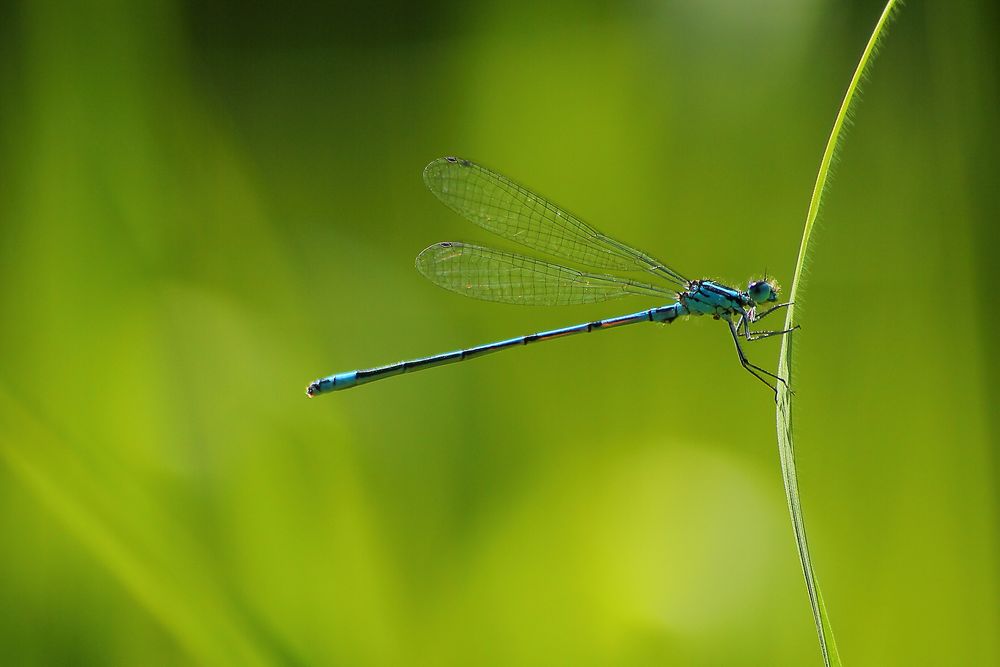 Hufeisen-Azurjungfer (Coenagrion puella) von SeFraFoto