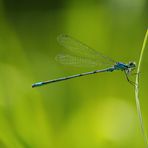 Hufeisen-Azurjungfer (Coenagrion puella)