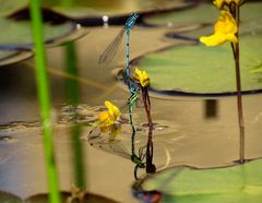 ... Hufeisen-Azurjungfer (Coenagrion puella) ...