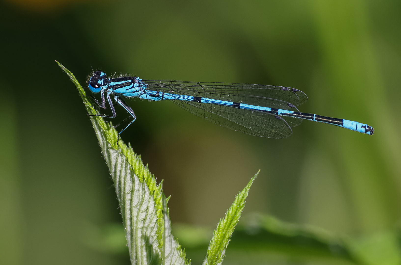 Hufeisen-Azurjungfer (Coenagrion puella)