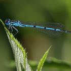 Hufeisen-Azurjungfer (Coenagrion puella)