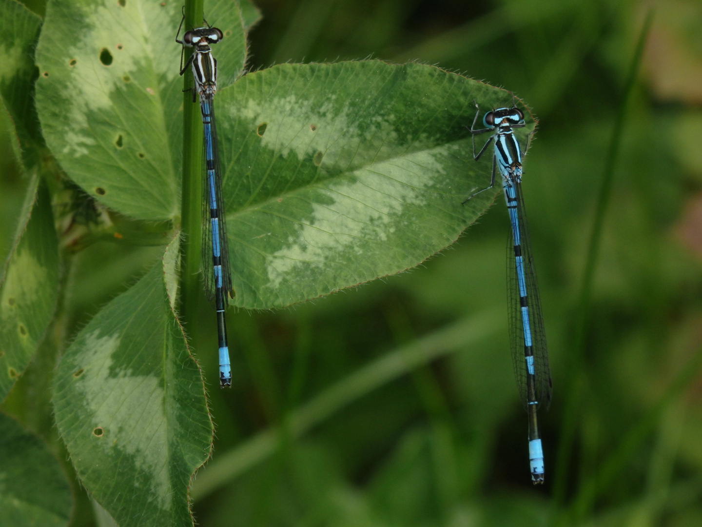 Hufeisen-Azurjungfer (Coenagrion puella)