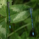 Hufeisen-Azurjungfer (Coenagrion puella)