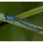 Hufeisen-Azurjungfer ( Coenagrion puella )