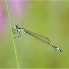 Hufeisen-Azurjungfer (Coenagrion puella)......