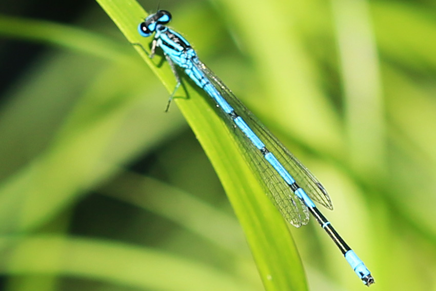 Hufeisen-Azurjungfer (Coenagrion puella)