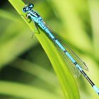 Hufeisen-Azurjungfer (Coenagrion puella)