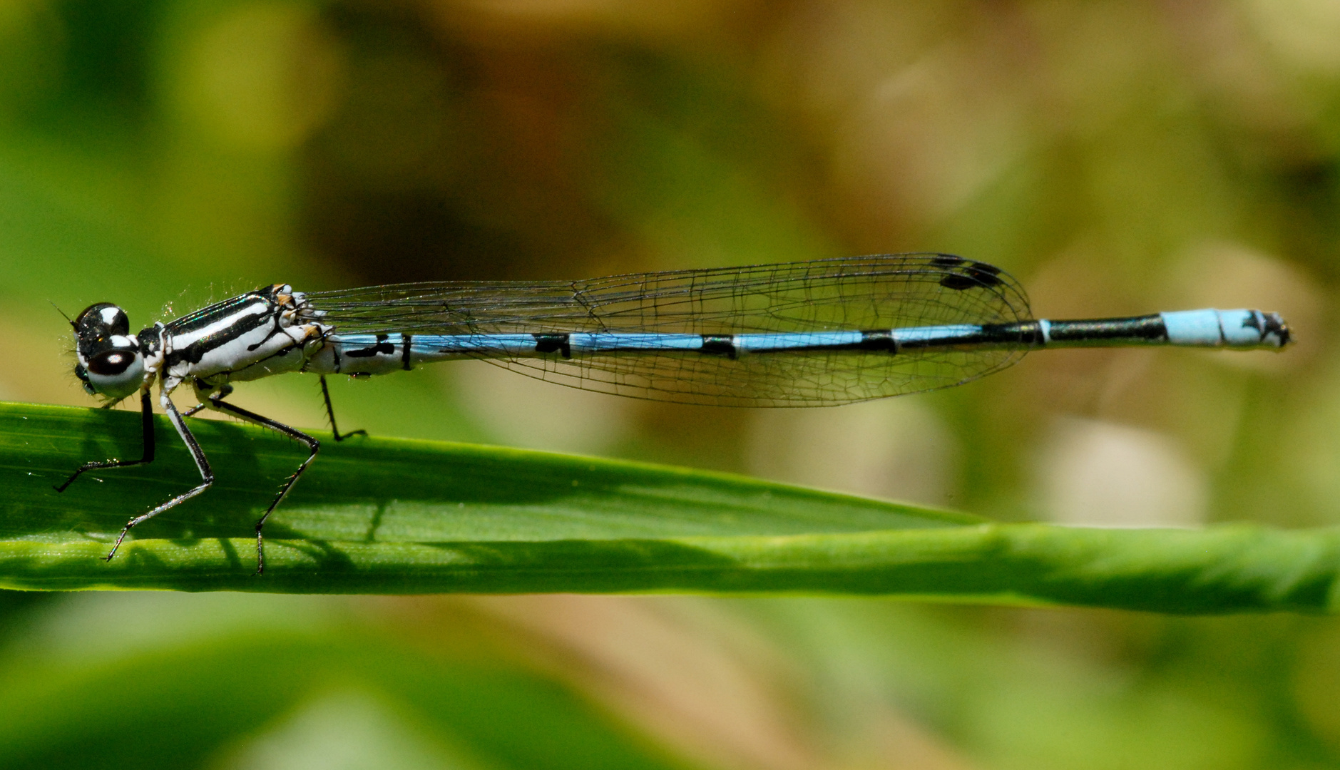 ,, Hufeisen - Azurjungfer ( Coenagrion puella ) ,,