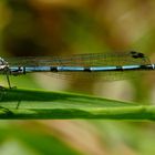 ,, Hufeisen - Azurjungfer ( Coenagrion puella ) ,,